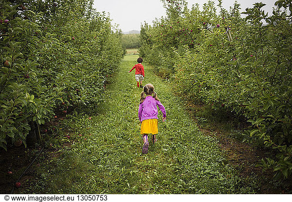 Rear view of playful siblings running on grassy field in orchard, Rear view of playful siblings running on grassy field in orchard