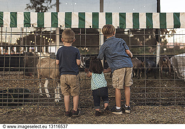 Rear view of siblings looking at goat in animal pen at farm