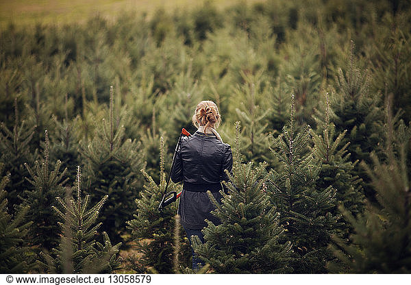 Rear view of woman with hand saw walking in pine tree farm