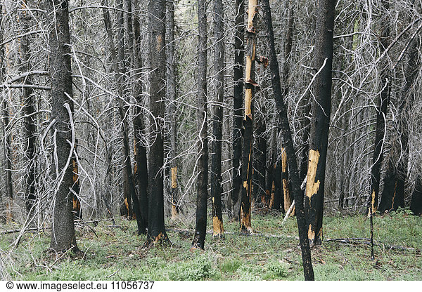 Recovering forest after extensive fire damage  near Wenatchee National Forest in Washington state.