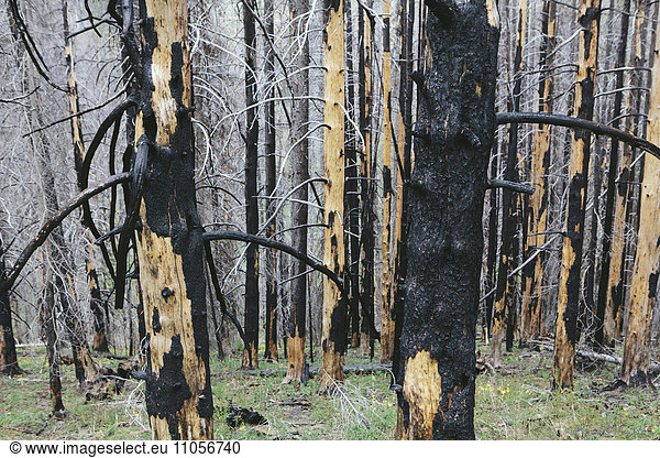 Recovering forest after extensive fire damage  near Wenatchee National Forest in Washington state.