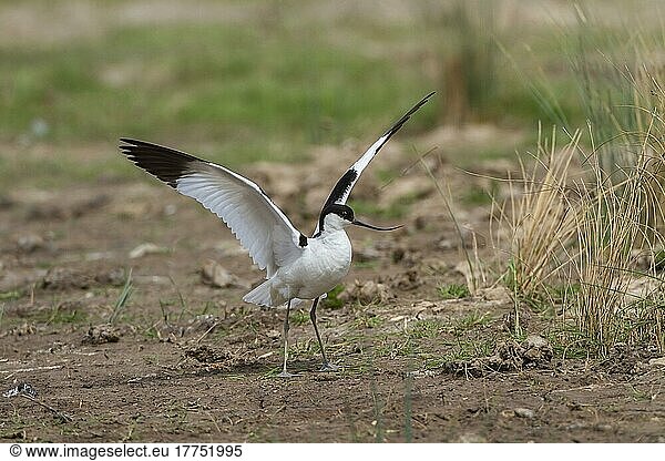 Recurvirostra avocetta  Säbelschnäbler  Tiere  Vögel  Watvögel  Avocet with wings raised