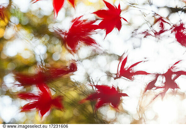 Red Acer leaves with motion blur  England  United Kingdom