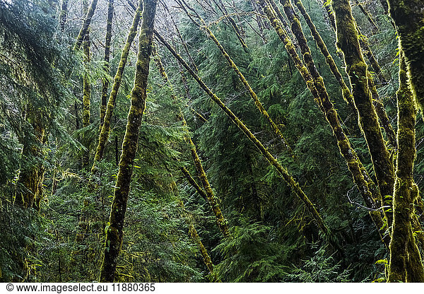 Red Alder trees grow with conifers; Cannon Beach  Oregon  Vereinigte Staaten von Amerika'.