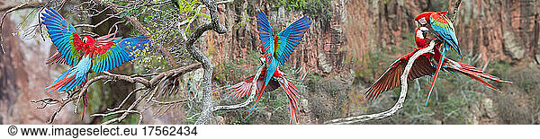 Red-and-green Macaws (Ara chloropterus)  Buraco das Araras  Mato Grosso do Sul  Brazil  South America