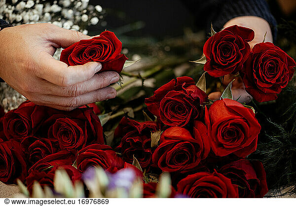 Red and pink roses for valentine´s day