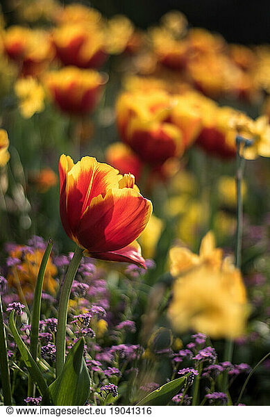 red and yellow tulip in bloom
