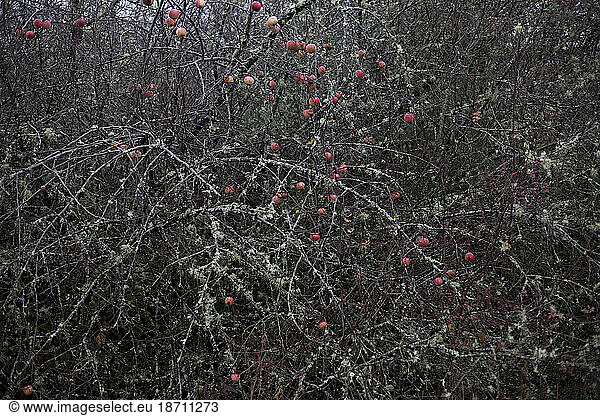 Red apples rot on a tree in a winter orchard near Vancouver  Washington.