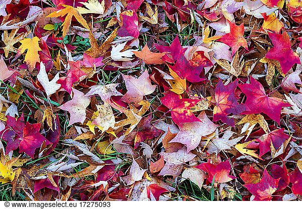 Red Autumn leaves on ground