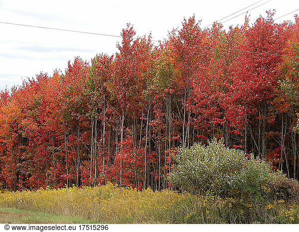 Red Autumn Trees  Wellsville  New York  USA