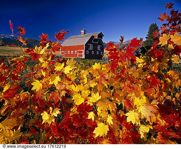 Red barn framed by vibrant autumn colours on a tree  Willowa Mountains in Eastern Oregon; Oregon  united States of America