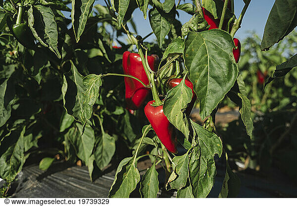 Red bell peppers on plant at farm