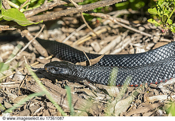 Red-bellied black snake (Pseudechis porphyriacus)