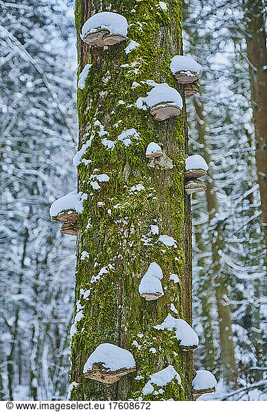 Red-belted conk (Fomitopsis pinicola) mushroom on a mossy tree trunk at Hell Nature Reserve in the Bavarian Forest; Upper Palatinate  Bavaria  Germany