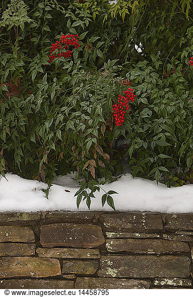 Red Berries in Snow