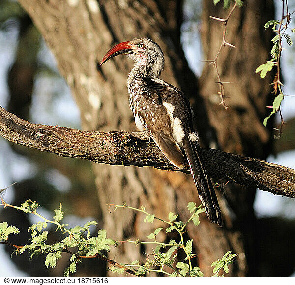 Red-billed Hornbill (Tockus erythrorhynchus  Bwabwata National Park  Susuwe Island  Lodge  Caprivi  Namibia