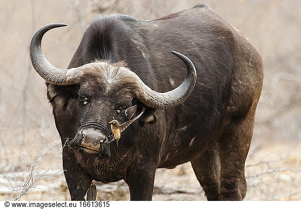 Red-billed Oxpecker (Buphagus erythrorhyn) perched on African Buffalo (Syncerus caffer)