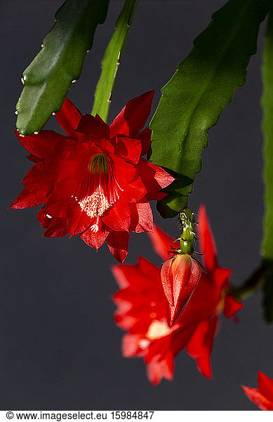 Red blooming flower of climbing cacti   Epiphyllum