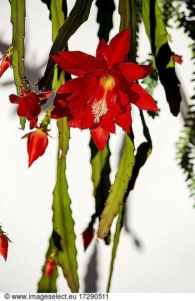 Red blossom of epiphyllum cactus