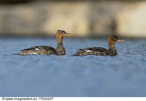 Red-breasted Merganser (Mergus serrator)  side view of two individuals swimming  Campania  Italy.