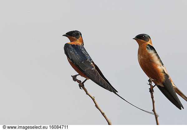 Red-breasted Swallows (Cecropis semirufa on a branch  South Africa