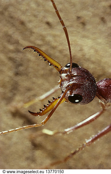 Red bull ant  Myrmecia gulosa  uses strong jaws for biting and can inflict a painful sting  New South Wales  Australia