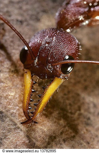 Red bull ant  Myrmecia gulosa  uses strong jaws for biting and can inflict a painful sting  New South Wales  Australia
