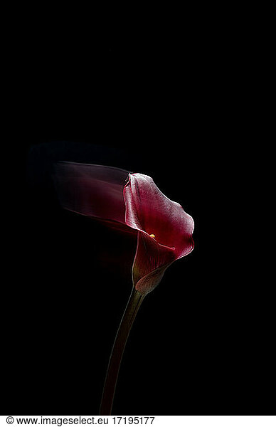 Red calla flower on black background with motion blur