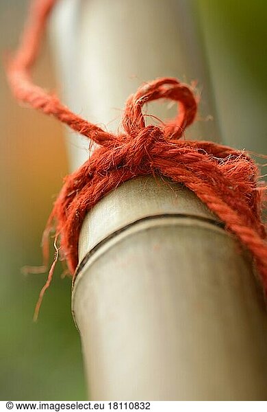 Red cord on bamboo cane  rope  cord  wrapped