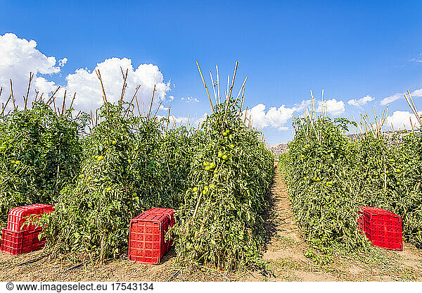 Red crates by tomato plants on field in Zafarraya  Andalucia  Spain  Europe
