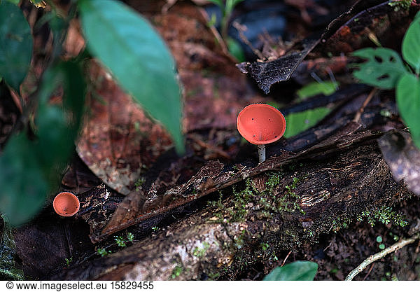 Red cup fungus mushroom in rainforest of Costa Rica