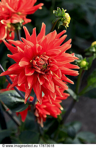 Red dahlia blooming in summer
