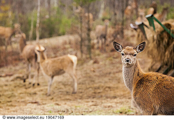 Red deer (Cervus elaphus) doe looking at camera  West Newfield  Maine  USA
