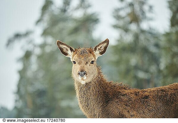 Red deer (Cervus elaphus)  female  portrait  captive  Bavaria  Germany  Europe