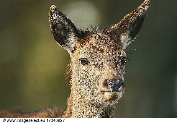 Red deer (Cervus elaphus)  female  portrait  captive  Bavaria  Germany  Europe