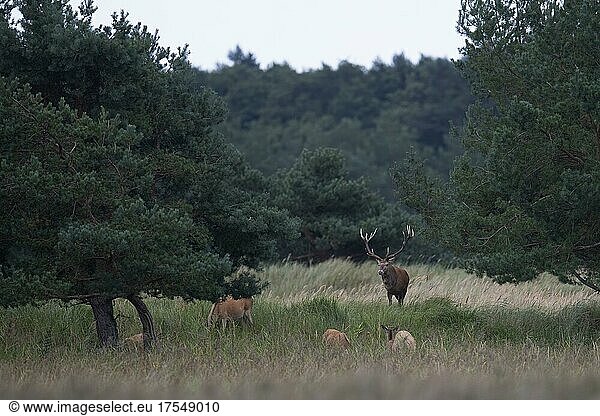 Red deer (Cervus elaphus) in rut on the Darß (Baltic Sea)  Prerow  Germany  Europe