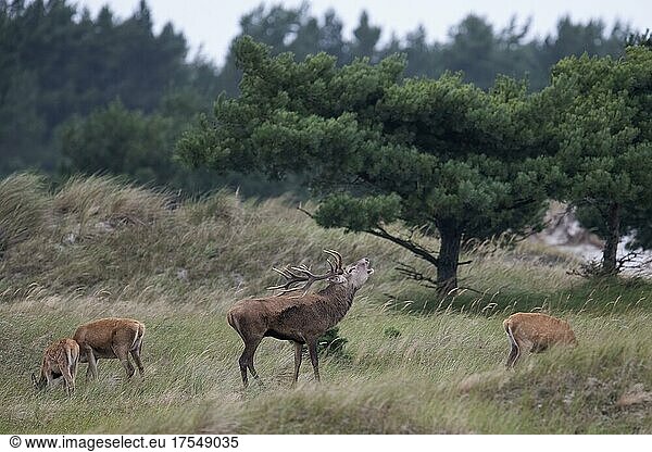Red deer (Cervus elaphus) in rut on the Darß (Baltic Sea)  Prerow  Germany  Europe