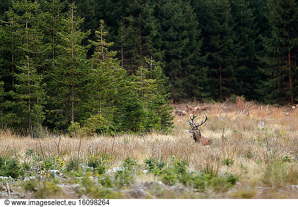 Red Deer (Cervus elaphus) Male in a spruce forest  Ardenne  Belgium