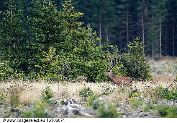 Red Deer (Cervus elaphus) Male in a spruce forest  Ardenne  Belgium