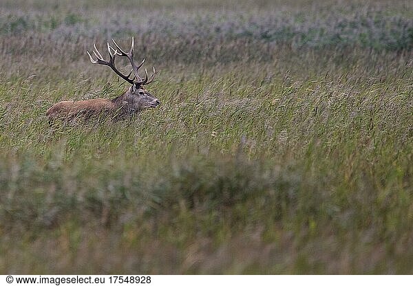 Red deer (Cervus elaphus) on the Darß (Baltic Sea)  Prerow  Germany  Europe