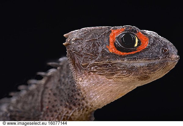 red-eyed crocodile skink (Tribolonotus gracilis) red-eyed crocodile ...