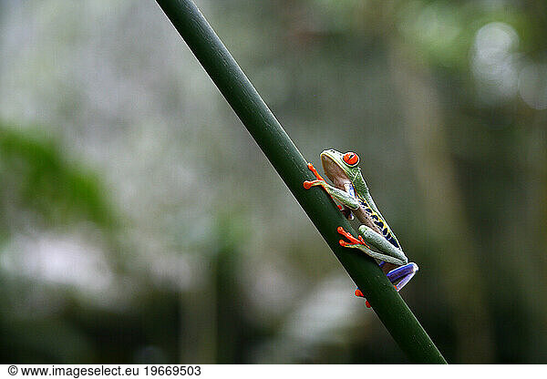 Red eyed Tree Frog  Agalychnis callidryas  Costa Rica.