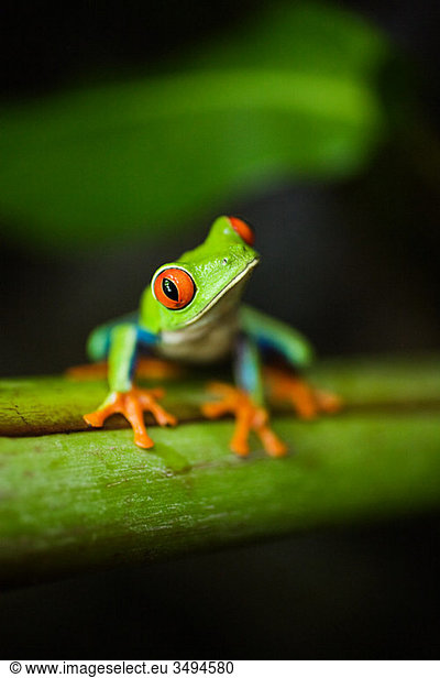 Red-eyed tree frog in costa rica