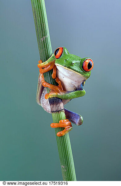 Red eyed tree frogs on bamboo