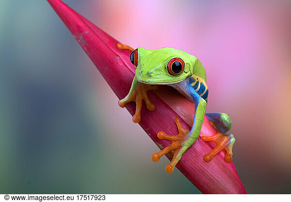 Red eyed tree frogs on leaf Red eyed tree frogs on leaf,adorable ...