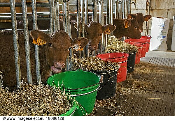 Red Flemish Cattle  Red Flemish Cattle  farm animals  domestic animals (cloven-hoofed animals)  animals  mammals  ungulates  domestic cattle  cattle  West Vlaams Rood  Belgian Red cattle calves being fed  cow breed from Fla