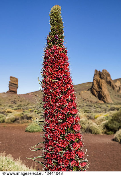 Red flower (Echium wildpretii) growing amongst the rocky terrain of Mount Teide in Tenerife  Canary Islands  Spain
