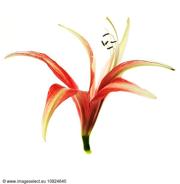 Red flower head with stamen on white background