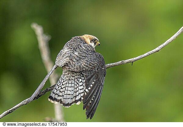 Red-footed falcon (Falco vespertinus)  female  defensive posture  on branch  near Hotobagyi Puszta  Hungary  Europe