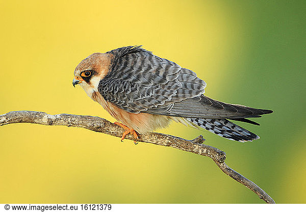 Red-footed Falcon (Falco vespertinus) female on a branch